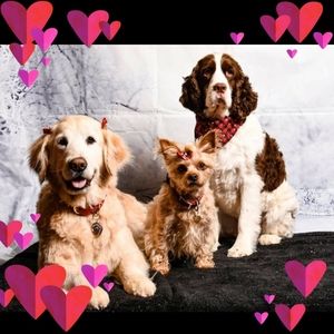 Meet your Posher, Alison